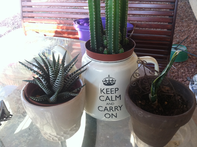 How to Care for Succulents and Cacti