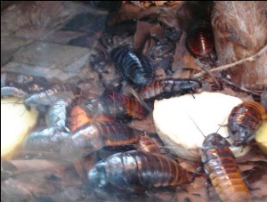 Cockroaches make great pets. These roaches seen here are breed by a professional and are sold by them as well.