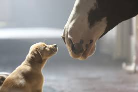 A puppy makes friends with a Clydesdale horse during a heartwarming commercial from Budweiser. This Budweiser commercial was one of nearly a hundred ads that aired during the superbowl.