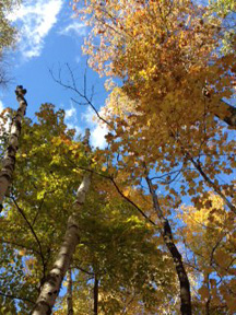 The sun filters through birch trees in Hayward, Wisconsin. Spending time outside encourages creativity and strong bonds with friends and family.