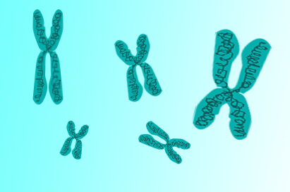 A close-up of a chromosome, done in Photoshop by Marty Rhey.