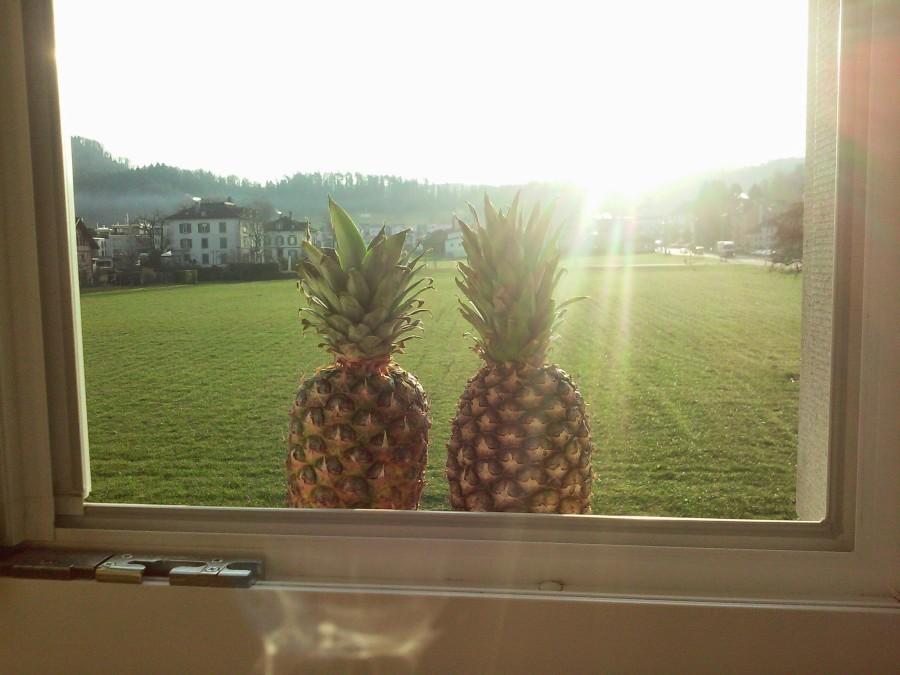 “On our first day in Switzerland Mitch decided to go to the market and buy himself a pineapple. He promptly named the piece of fruit Jill, and after that they were inseparable. Then Mitch decided to take a nap with his new found friend; little did Mitch know that that was the last time he would see his beloved Jill. He awoke in a sweat, and to his dismay Jill had been snatched right out of his cold, clammy hands. Mitch was like a small boy that had just dropped his ice cream cone after a mere two licks. He was hysterical during his relentless hunt for Jill. He was demanding that he be allowed to search rooms and even the suitcases of those that he had once called friends. After a whopping two hours he called it quits and retired to his room which brought him nothing but sadness and longing for his lost friend. To this day Mitch is clueless as to what happened to his one and only Jill, but rest assured because Jill was safe and sound in the clutches of one of Mitchs supposed friends.Here’s a beautiful picture of Jill (Left), and the replacement pineapple Mitch bought, Maddie. Taken from one of our beautiful hotel rooms in Baar, near Lucerne.”