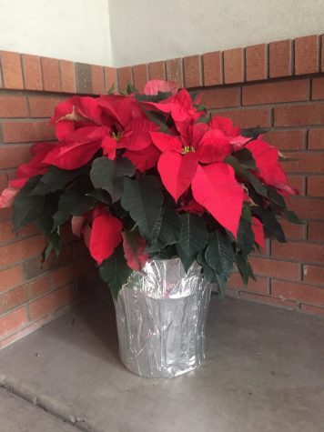 Performing with Poinsettias