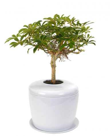A New Leaf on Life