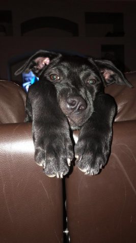 Adopt, Don’t Shop