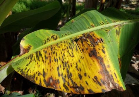 Black Sigatoka: The Banana Butcher