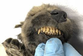 Dogor and his milk teeth.