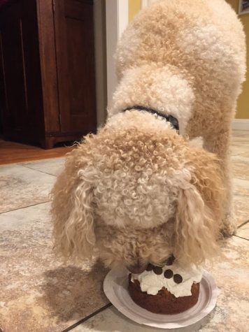 Cake for your Canine
