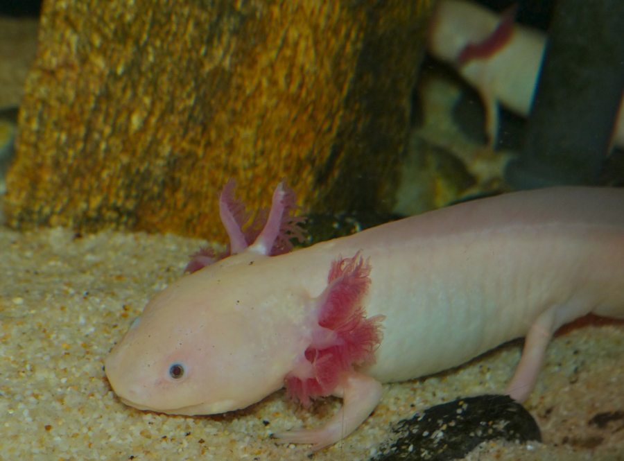 The axolotl.