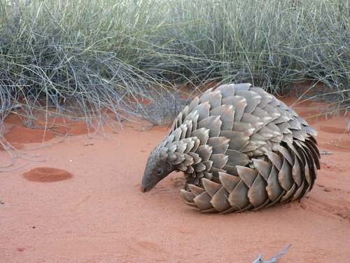 A ground pangolin, one of several species of the animal.