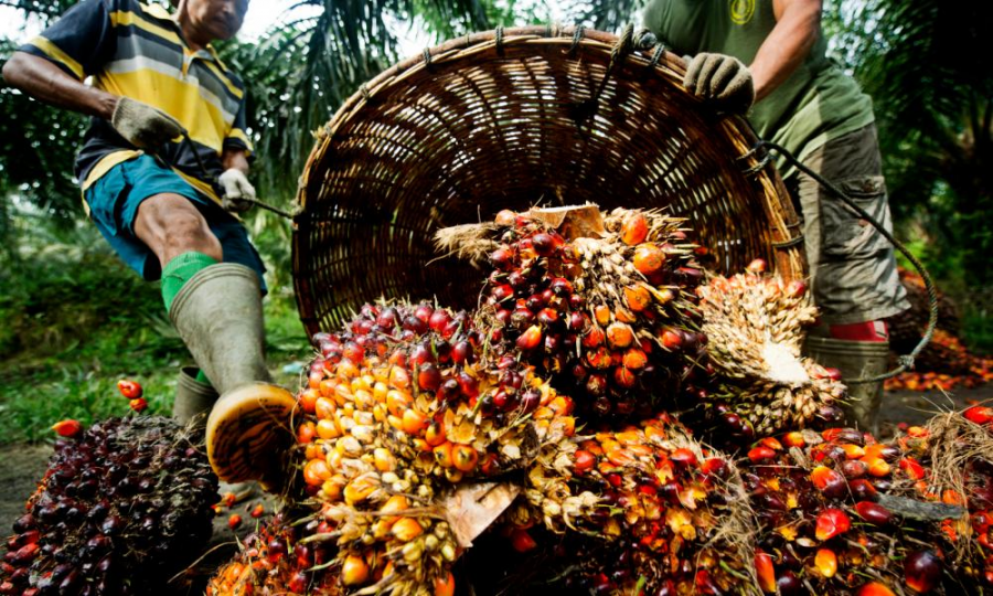 The fruit from oil palm plants, used to extract palm oil.
