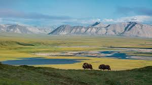 The ANWR protects many species but may soon be gone.