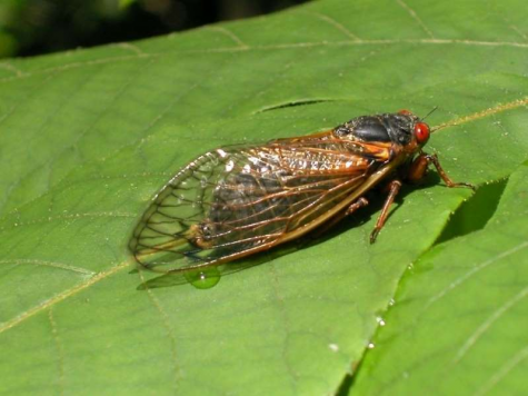 15 states will see a rapid emergence of cicadas belonging to a particular brood, Brood X.