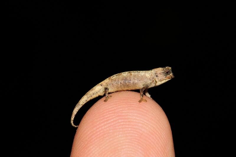“With a body size of just 0.53 inches (13.5 mm), this nano-chameleon (Brookesia nana) is the smallest known male of the roughly 11,500 known reptile species.