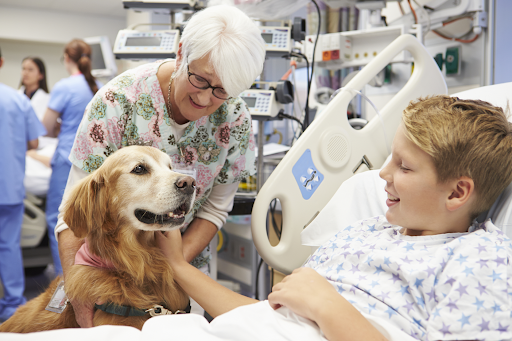 Therapy animals are proven to be beneficial to people's physical and mental health.