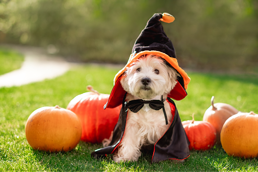 Halloween Festivities for Your Furry Friends – The Horizon Sun