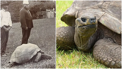 Jonathan, the worlds oldest tortoise.