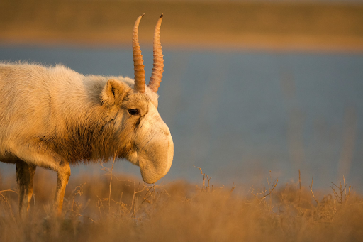 The saiga antelope in its native habitat.