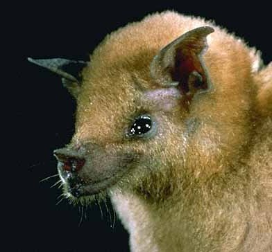 The Leptonycteris nivalis (Mexican long-nosed bat)