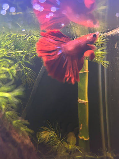Red delta betta fish. 
