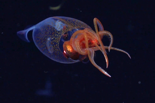 A frame from the first ever footage of a colossal squid.