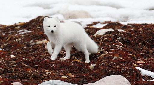 Arctic Fox In Its Environment.