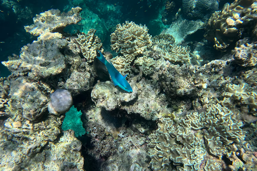 Fish swimming across grey coral reefs.