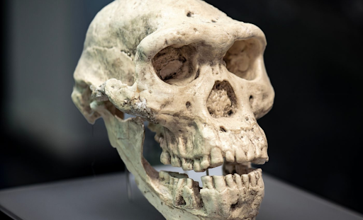 Image of old human fossil found in China