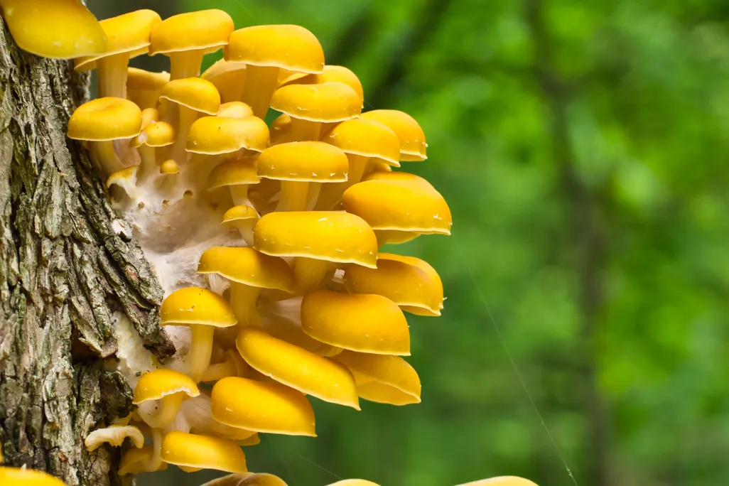 Image of Golden Oyster mushrooms.